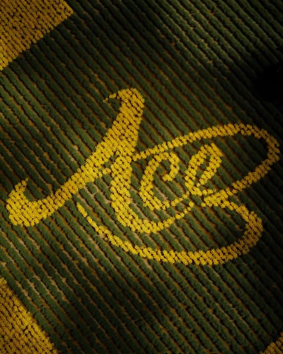 That’s Our Ace. 11:30 AM -5 PM PT Sunday. Arena Star Plaza Entrance.