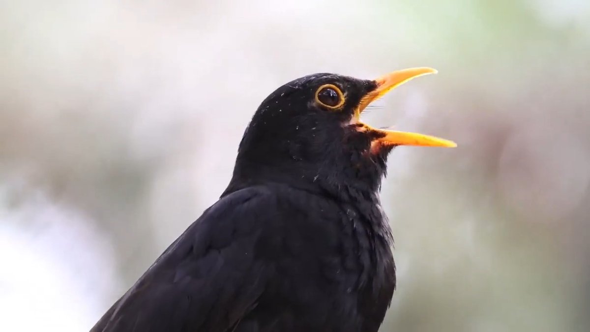 THIS is glorious. A Blackbird landed in front of me and sang its sweet melody. RSPB