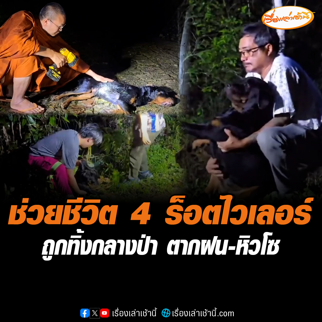 สุดเวทนา เจ้าของทิ้งสุนัขร็อตไวเลอร์ 4 ตัว กลางป่าบ้านแม่กำปอง ตากฝน-หิวโซกว่า 5 วัน พระครูอ๊อดและมูลนิธิ The ARK Foundation เข้าช่วยชีวิต #เรื่องเล่าเช้านี้ #ข่าวช่อง3 #ข่าวภูมิภาค #เชียงใหม่
