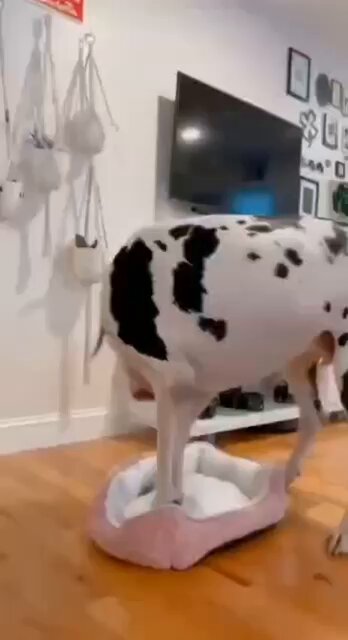 Sometimes you just have to do your best to make it work!💕🐾💕
