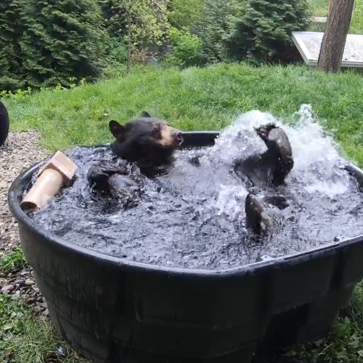大きな浴槽に入って幸せそうに水遊びをしているオレゴン動物園のクロクマ