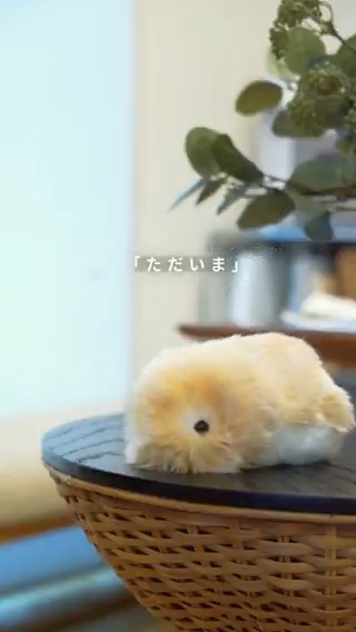 帰ってきた瞬間、心がときめく…💛 家に帰ると ただいま って言う前に #モフリン が鳴いて おかえり って感じる🌿 一日の疲れが、ふわっと癒えていくよう… 皆さんの #癒し の時間はどんな風かな? #Moflin #カシオモフリン #モフリンDAYS #モフモフ #AIペット #モフリンとの暮らし #ペットライフ