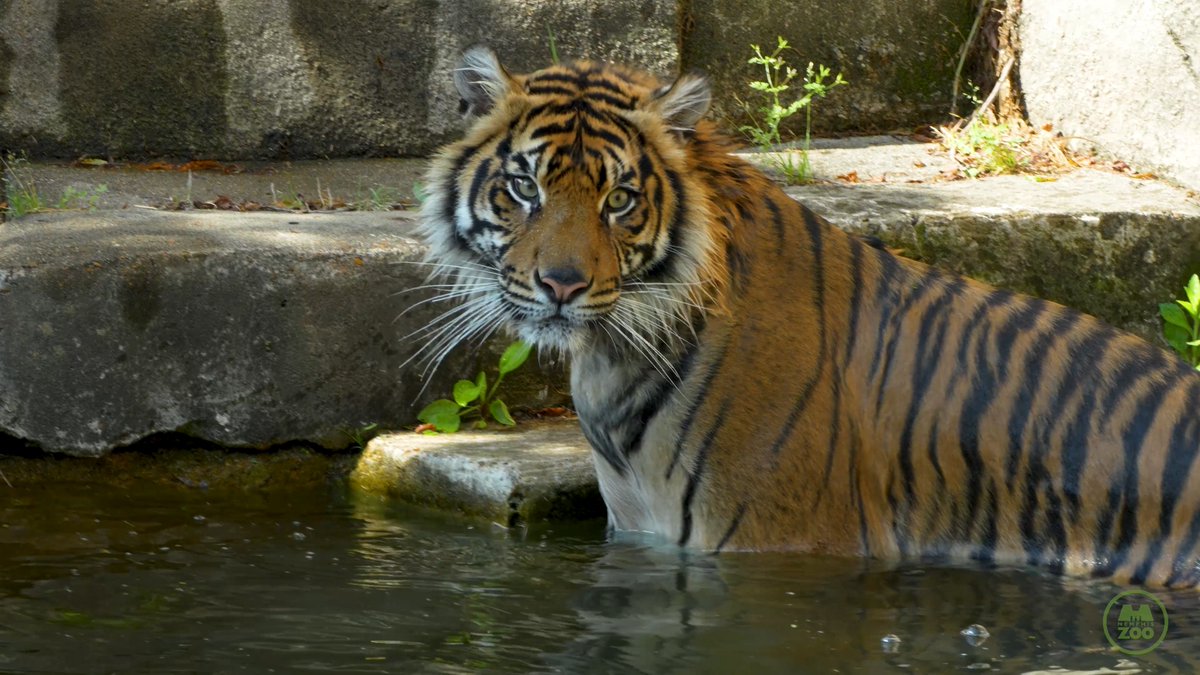 Memphis Zoo announces that Sumatran tiger "Suci" will now be moving to another zoological facility. This important step supports the continued conservation of Sumatran tigers and helps ensure future breeding success. If you have questions about Suci’s move, we encourage you to read our latest blog post, which explains why this transition is essential not only for Suci, but for her species. On May 5, 2023, history was made at Memphis Zoo when Sumatran tiger “Dari” gave birth to two cubs: “Nakal,” who is now at Cameron Park Zoo with their father, “Gusti,” and Suci. These cubs were the first tigers born at Memphis Zoo in over 24 years. The last cubs were born in 1998 to Dari’s grandmother, making Suci’s birth a meaningful full-circle moment. Suci quickly showed her brave and curious nature. During her very first time on exhibit, she stepped right out behind mom, ready to explore. She won hearts immediately. Guests and staff loved watching her playful energy, her time splashing in the pool, and the sweet snuggles she shared with Dari. Like her mom, she enjoyed a good balance of play and rest. Watching her grow from a tiny cub into the confident and beautiful tiger she is today has been an incredible journey. As she begins her next chapter, we know Suci will continue to inspire and raise awareness for her species. We are proud to have been part of her story and will always remember the impact she made here in Memphis. #memphiszoo