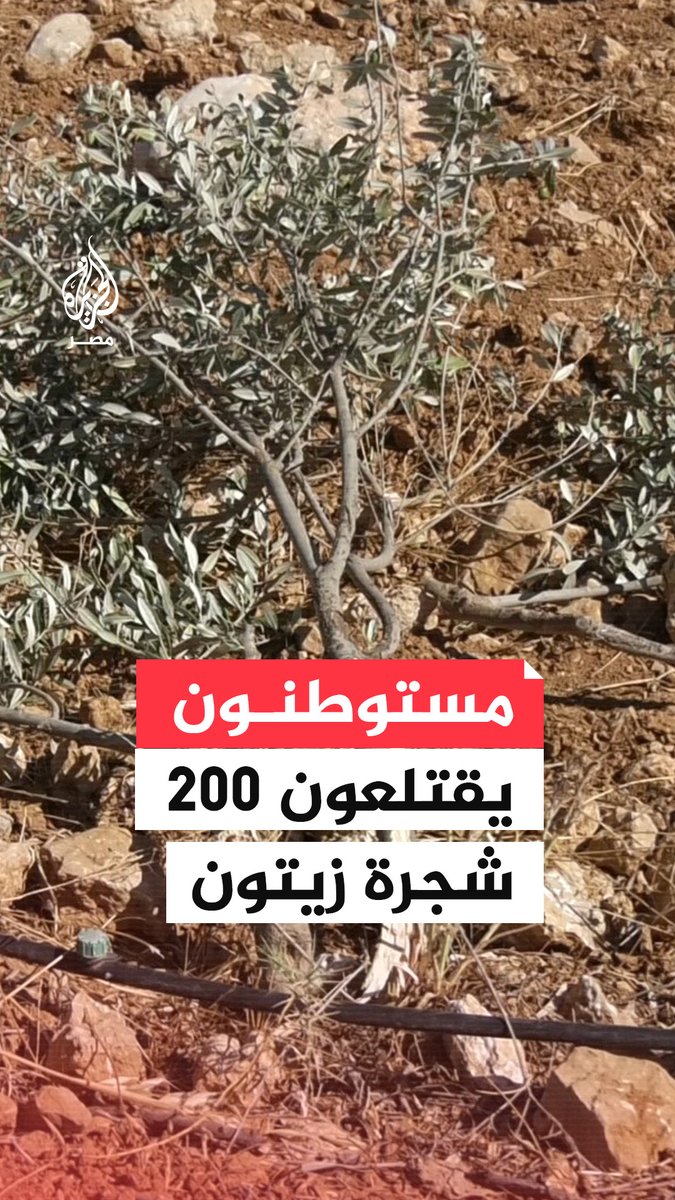 لا يذرون حجرًا ولا شجرًا.. مستوطنون يقتلعون 200 شجرة زيتون في هجوم على بلدة سوسيا بالخليل في الضفة الغربية