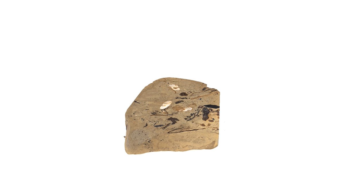 Hundreds of hidden fossils reveal squids’ evolutionary origins. Learn more: News from Science