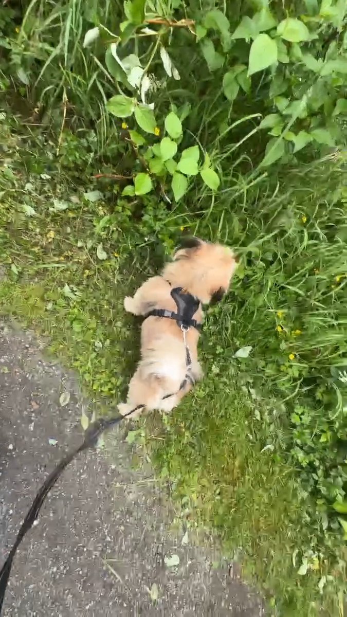 Comfy ‘fit, shades stacked, dog leading the way—nature knew I was coming. 🌿🐾🧢