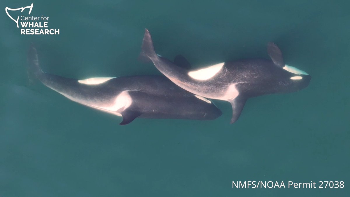 Orcas rub each otherโs backs with seaweed to slough off dead skin. Learn more: News from Science