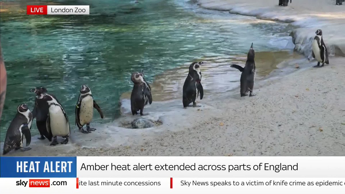 Ever wondered how penguins keep cool in this heat? 🐧 📺 Sky 501, Virgin 602, Freeview 233 and YouTube