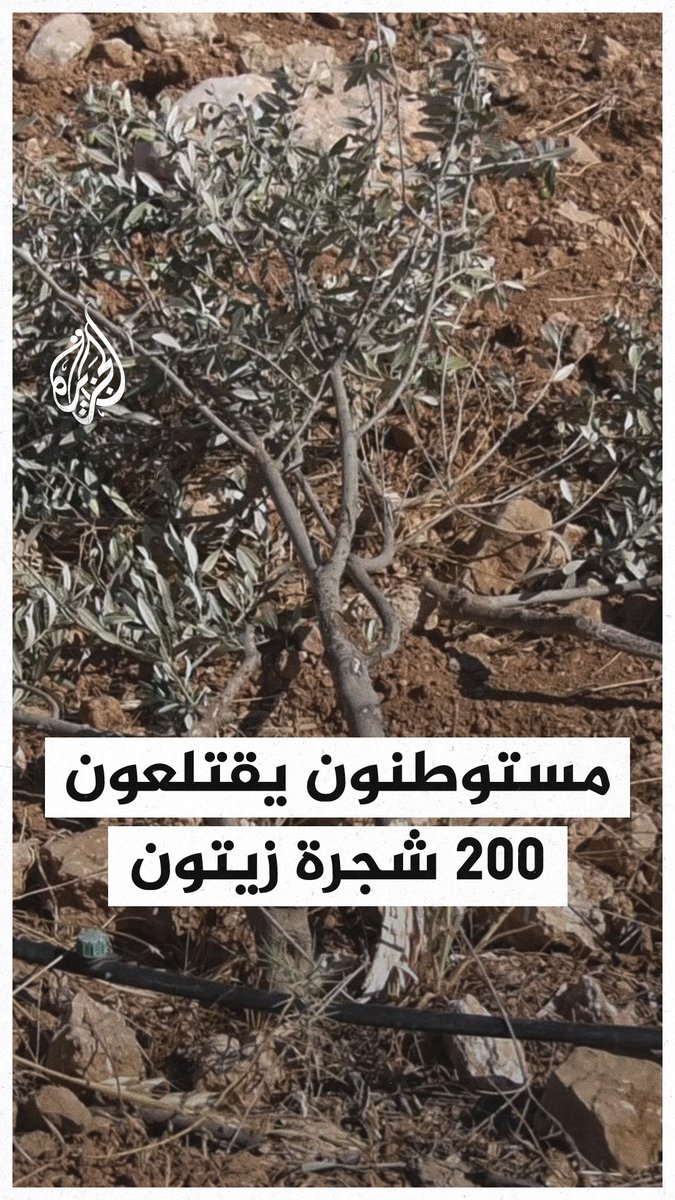 مستوطنون يقتلعون 200 شجرة زيتون خلال هجومهم على قرية سوسيا في مدينة يطا بمحافظة #الخليل في الضفة الغربية