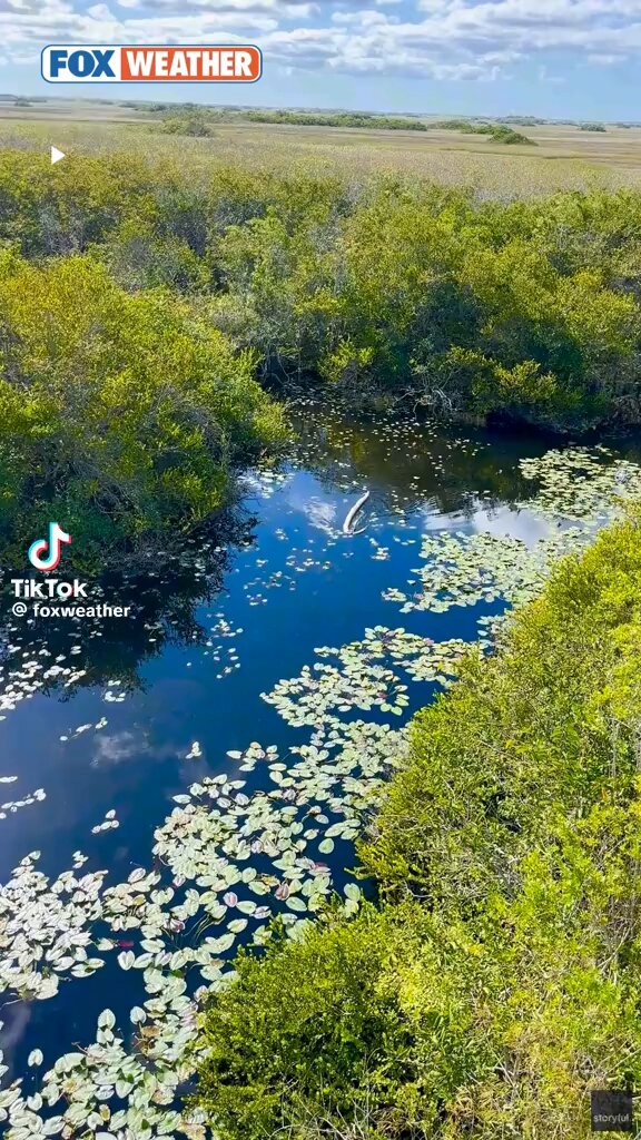 👀😳Alligator Alcatraz😳👀 This is the reality of the Florida Everglades. Yes that is an alligator swimming with a python twice his size, in his mouth. What a line of defense! 🐍Pythons and Alligators🐊 🇺🇸🔥💪🏼WINNING💪🏼🔥🇺🇸