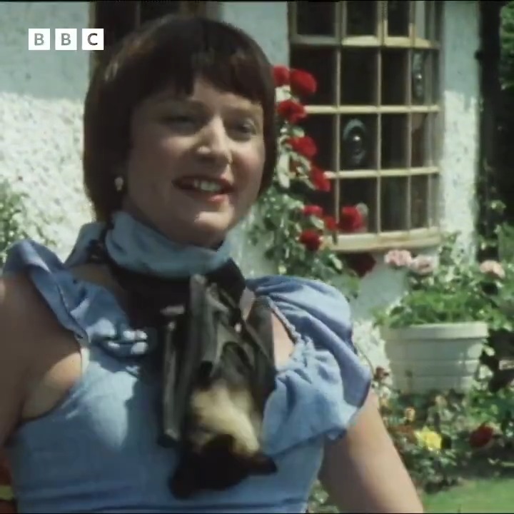 #OnThisDay 1978: "My relationship began with having him as a sweet little baby bat..." Meet Balls the fruit bat, who spends his days dutifully around the neck of his owner Cherrie Bramwell who is herself a highly respected palaeontologist and zoologist.