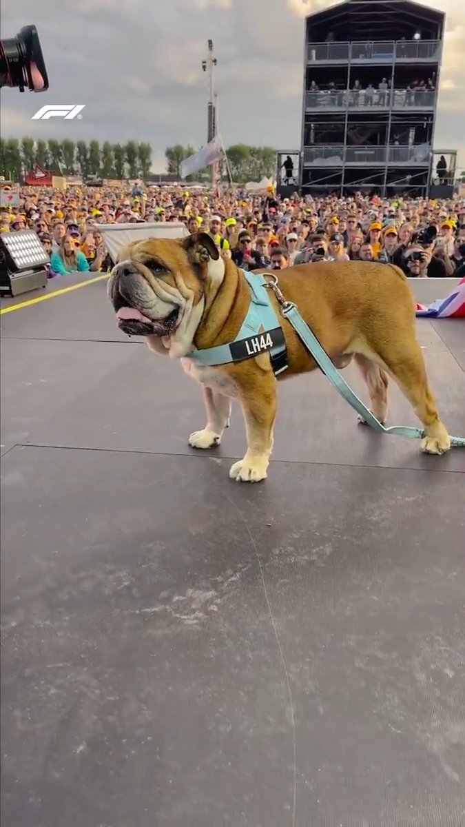 Roscoe is always the main character at Silverstone! 😅🐕 #F1 #BritishGP