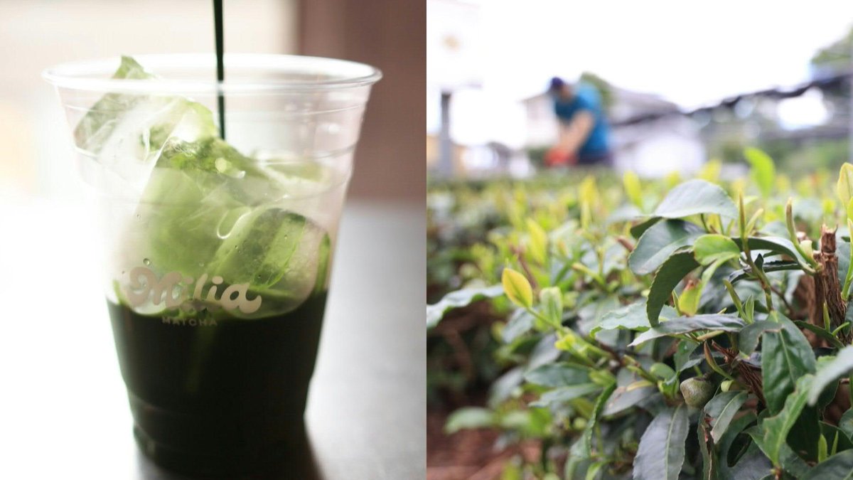 🇯🇵 VIDEO: Global matcha 'obsession' drinks Japan tea farms dry As matcha becomes the new drink of choice in trendy cafes around the world, Japanese producers are struggling to keep up with the explosion in global demand for the powdered green tea.