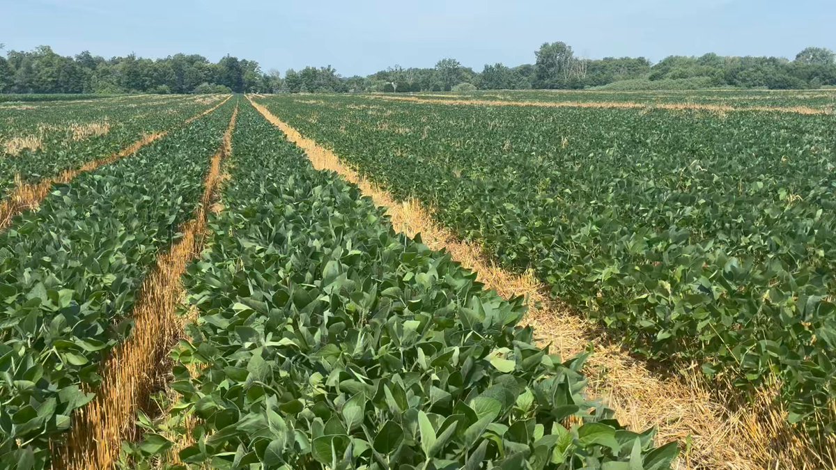 9 days later and I’m thinking this is the future of soybean production on our farm. The system of narrow rows… more of them indexed where you need them. 100 bu soybean yield potential.