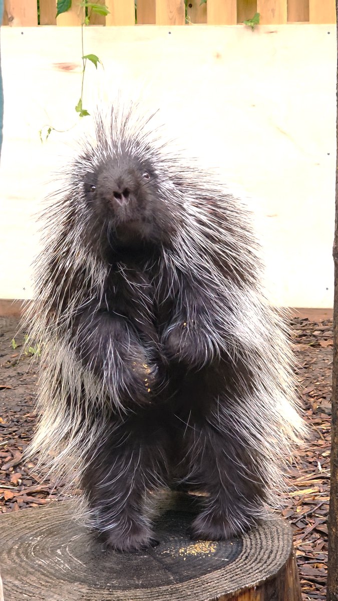 We sent Aurora the porcupine on a top-secret mission to rescue and devour a yam for World Porcupine Day and let's just say...mission accomplished, no crumbs left behind! 😂