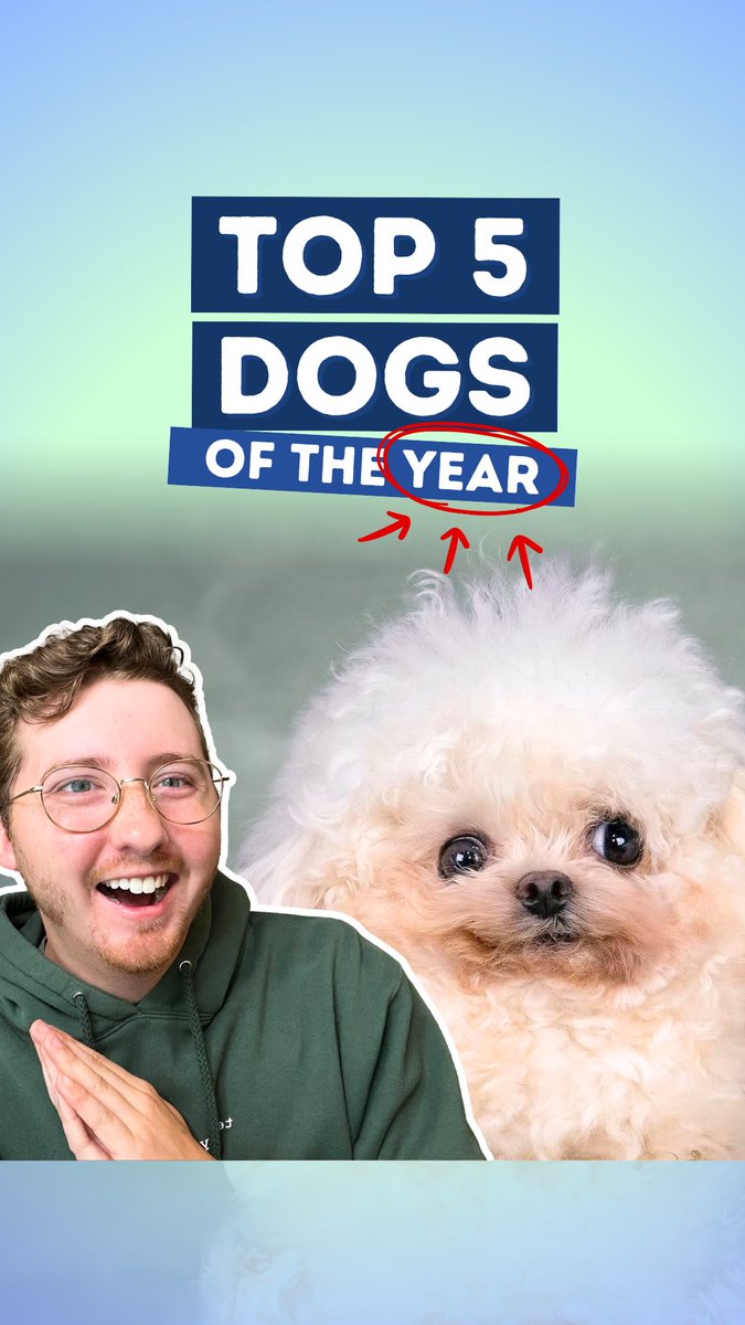 Here are the Top 5 Dogs of 2025 so far!