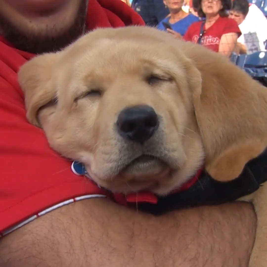 Sweet dreams, Phils fans 😴