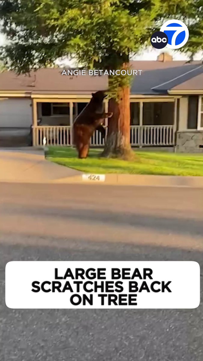 ITCHY BEAR: Eyewitness News viewer Angie Betancourt sent this video from Monrovia of a very large bear using a few neighborhood trees to scratch themselves. 😅🐻🌳