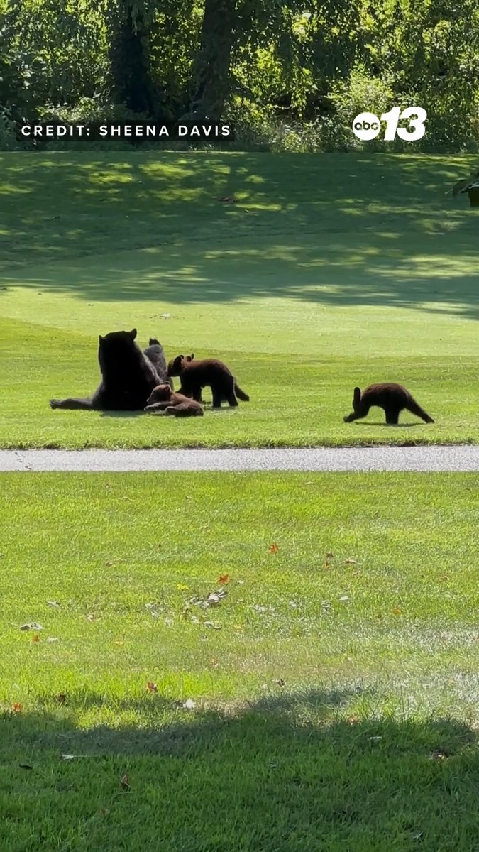 A mamma bear and her cubs play at Grove Park Inn's Golf Course in Asheville, N.C. on July 2. 🐻 Thanks to Sheena Davis for sharing! You can share your photos and videos through News 13's Chime In: #wlosnews #cute #animals #nature #bears #golfing