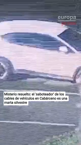 Misterio resuelto: el 'saboteador' de los cables de varios vehículos estacionados en el Parque de la Naturaleza de Cabárceno (Cantabria) es un animal silvestre, concretamente una marta Dañó y cortó cables ABS de varios coches y fue captado ⤵️