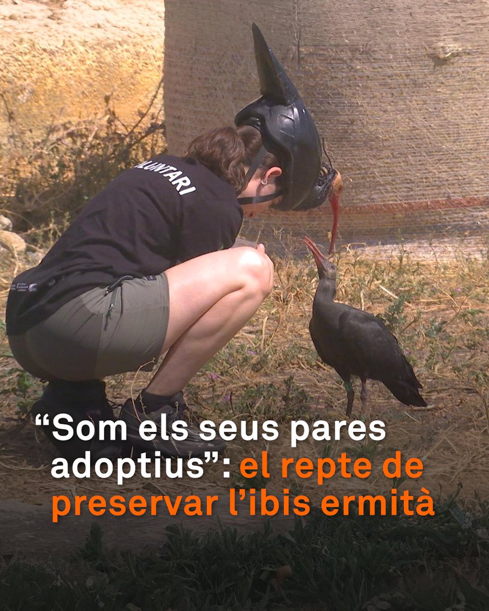 "Ens veuen com els seus pares adoptius”. Amb un casc en forma d'ibis ermità i vestits de negre, un grup de voluntaris treballen a l’Empordà per establir una colònia d’aquesta espècie en perill d’extinció. Només s’ha pogut reintroduir a dos llocs d’Europa
