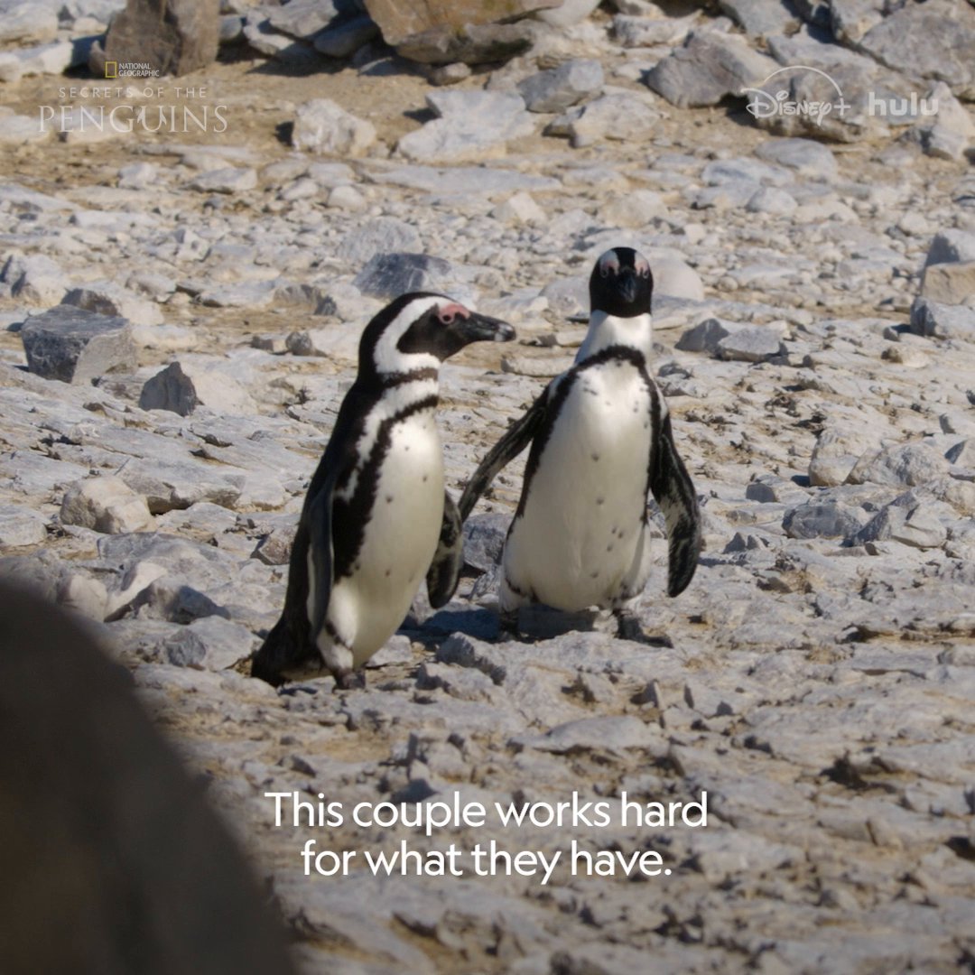 Turns out even penguins get jealous 🐧 #SecretsOfThePenguins is now streaming on Disney+ and Hulu.