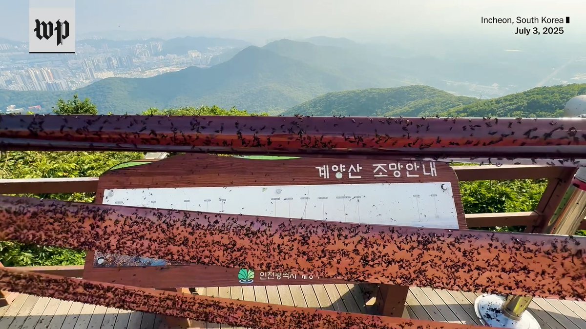 Lovebugs are swarming South Korea. They’re on the windows of high-rise office buildings. They’re on sidewalks, inside convenience stores, on hiking trails and all over city streetlights. They’re everywhere. Why are they exploding this year?