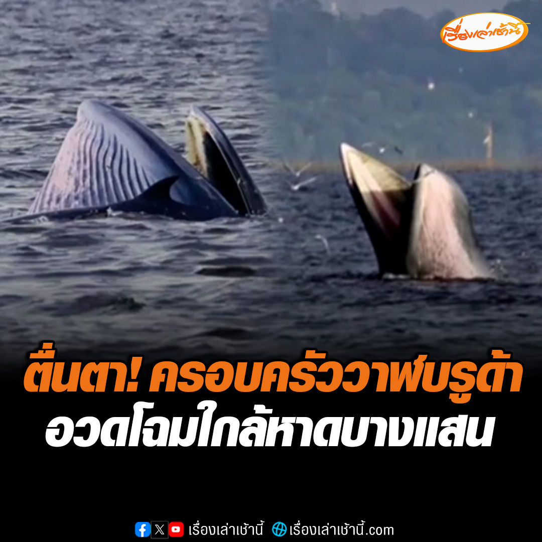 ตื่นตา! ครอบครัววาฬบลูด้า 3 ตัว โผล่โชว์ตัวเหนือน้ำใกล้ชายหาดบางแสน ชาวบ้านเผยหน้าหนาวเจอทุกปี แต่มักปรากฎตัวที่แหลมแท่น เพราะไม่ค่อยมีเรือแล่นผ่าน แต่สามารถมองเห็นได้จากชายหาดบางแสน อ่านข่าว : #เรื่องเล่าเช้านี้ #ข่าวช่อง3 #ข่าวภูมิภาค #ชลบุรี