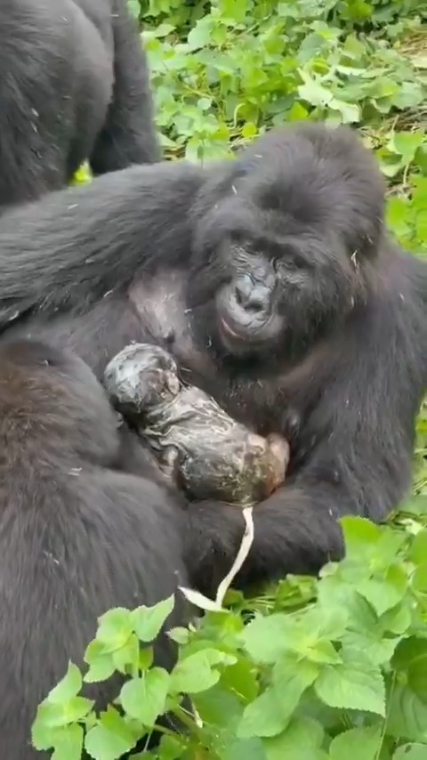 Watch how this gorilla pushes out and delivers her own baby, cleans the umbilical cord and eats the placenta so it doesn't attract predators that could harm her baby.