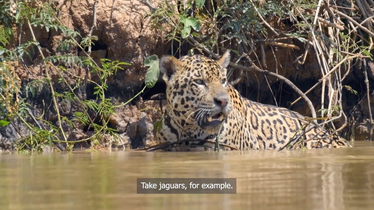 Jaguars are more than icons of the wild. They’re top predators, keeping rainforest ecosystems in balance. However, the climate crisis is disrupting that role. What does that mean for us? #WWFUntangled
