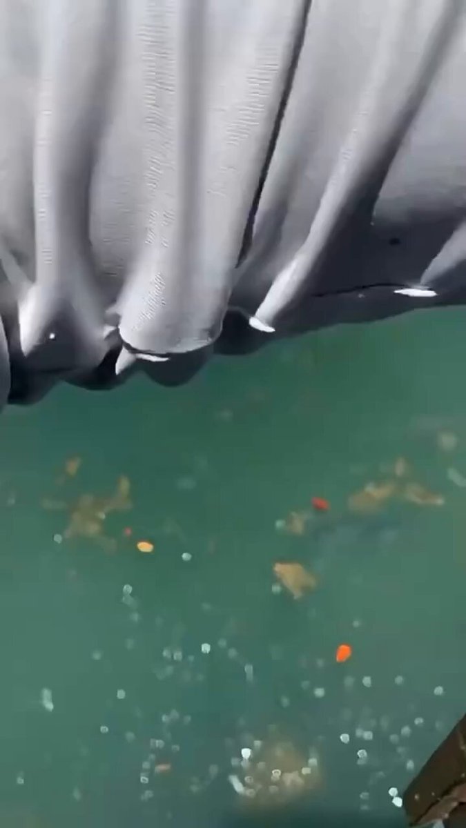 The impressive size of the fish