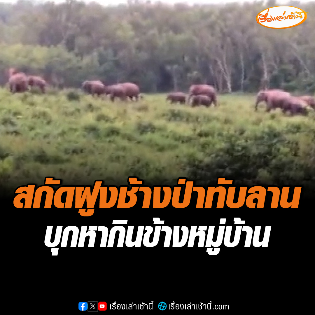 ชุดเฝ้าระวังช้างป่าอุทยานแห่งชาติทับลาน ระดมกำลังสกัดกั้นฝูงช้างป่าจากเขตอุทยานแห่งชาติทับลานกว่า 100 ตัว ลงมาหากินข้างหมู่บ้านวังอ้ายป่อง #เรื่องเล่าเช้านี้ #ข่าวช่อง3 #ข่าวภูมิภาค #ปราจีนบุรี #ช้างป่า