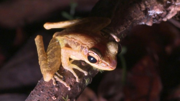 VIDEO: 🇲🇾 'Frogging' takes off in Borneo rainforest Kubah National Park is home to some of the world's smallest and most unusual frog species. Visitors trek through the rainforest on the hunt for the exotic amphibians in a pastime dubbed "frogging"