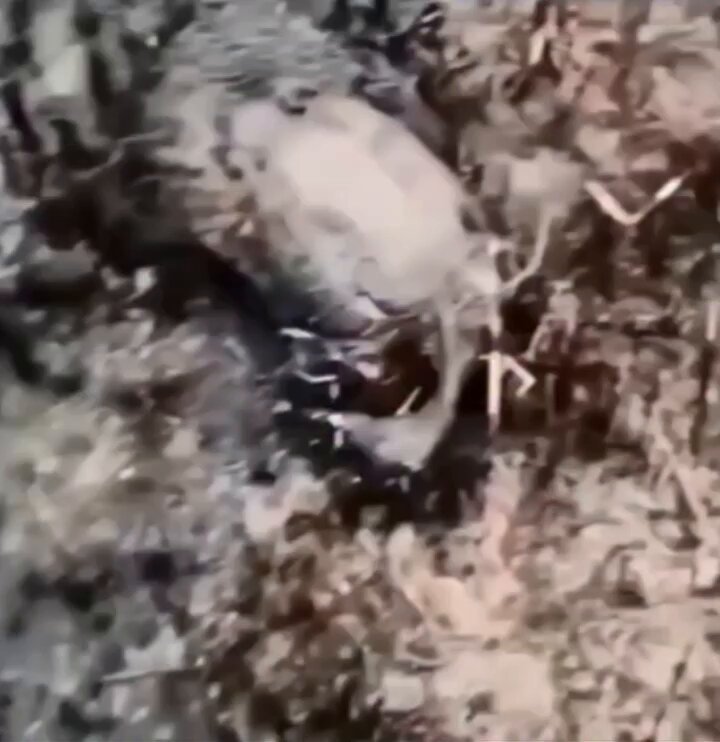 Bu sadece bir yangın değil; bir yuva, bir can, bir gelecek yanıyor...