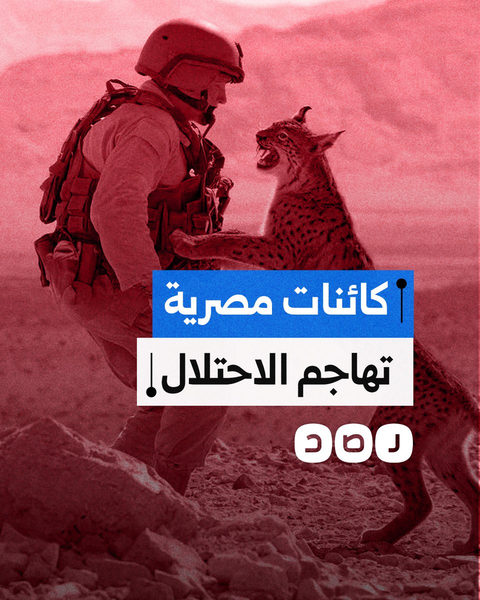 من الوشق إلى الذباب.. كائنات مصرية تهاجم جنود الاحتلال وتغزو أراضيه