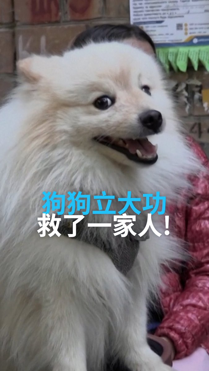 十岁的乌克兰男孩讲述了自己名叫Buddy的狗狗是如何感知到危险,让他和家人躲过俄罗斯无人机轰炸的。#dw中文 #俄乌战争 #博美犬 #无人机