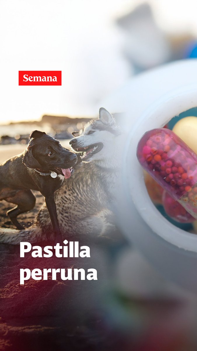 “Felicidad extrema”: Porque se viene LOY-002, la pastilla que le da 10 años más de vida a los perros