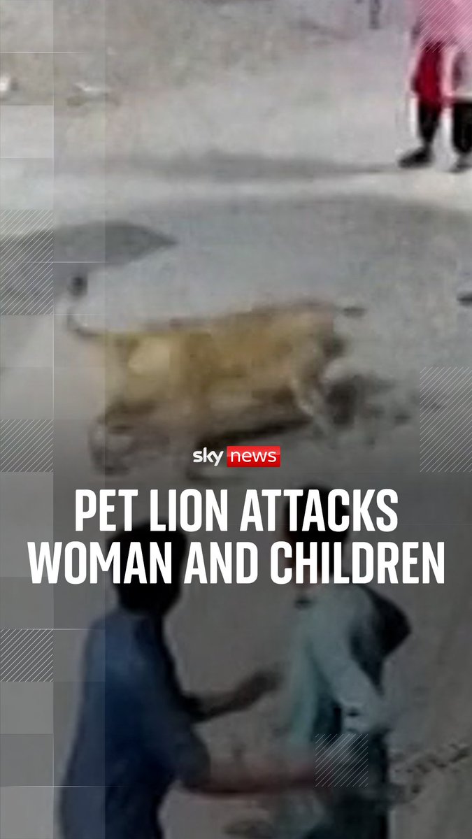 A lion escaped its owner in Lahore, Pakistan, before attacking a woman and her two young children. All three victims sustained injuries to their arms and faces. The owner of the lion was later arrested and the lion was taken to a wildlife park following the incident