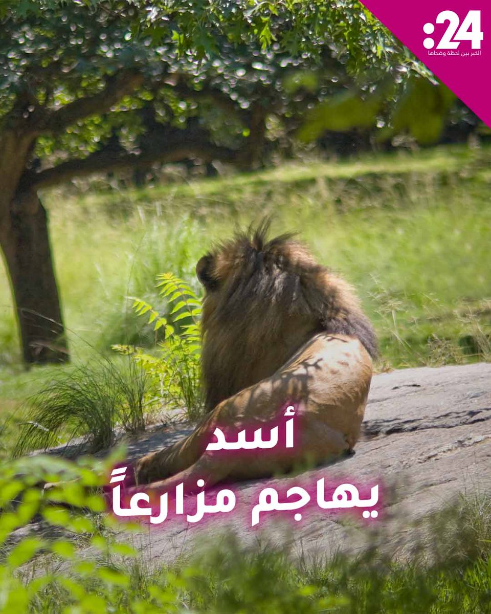 أسد هارب في تركيا يهاجم عامل مزرعة قبل أن يُقتل بالرصاص! لمشاهدة المزيد من الفيديوهات: