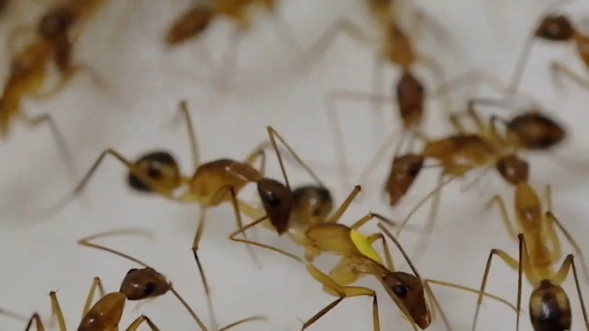 Ants may be the only animal that performs surgical amputations. Learn more: News from Science #ScienceMagArchives