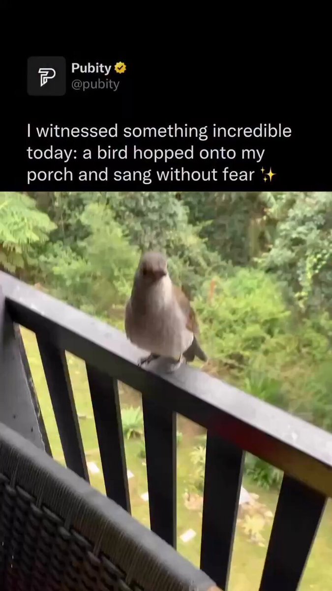 サヨナキドリ（ナイチンゲール）🐦‍⬛ 西洋のウグイスとも呼ばれる 世界最高峰の振動周波数🫨をお楽しみください💞
