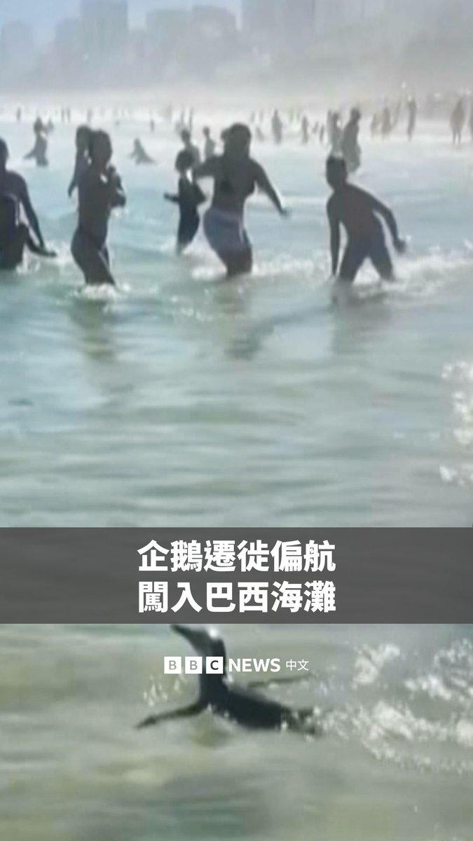 一只麦哲伦企鹅被发现出现在里约热内卢附近的温暖海域，偏离了其通常的迁徙路线，在海滩的游客中穿梭。 麦哲伦企鹅原生活于巴塔哥尼亚，该地区横跨阿根廷南部和智利部分地区，它们通常在冬季进行迁徙以寻找食物。