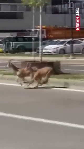 🐐⚠️Dikkat dağ keçisi çıkabilir. Sivas şehir merkezinde 2 dağ keçisi görüldü.