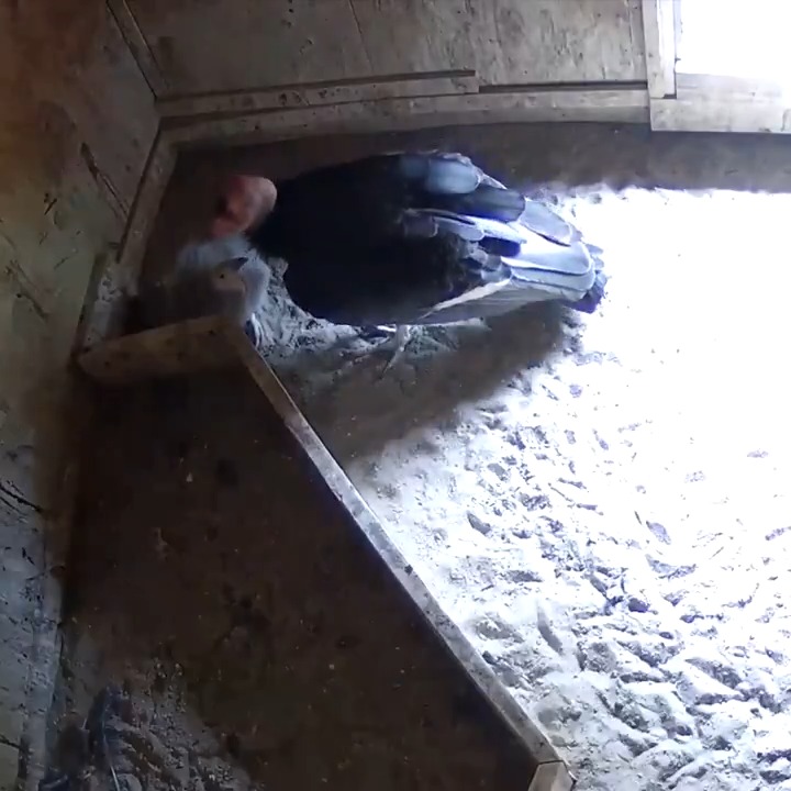 Egg-citing news! Nine fuzzy California condor chicks hatched at our wildlife conservation center this season. Eventually, they’ll be released into the wild to boost the population of this critically endangered species.
