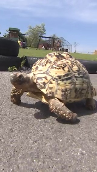 Meet Bertie, the speed demon aka the fastest tortoise 🐢