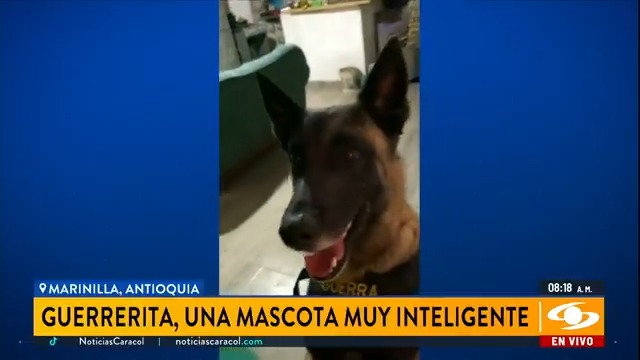 En Antioquia una perrita de raza pastor belga se ha convertido en toda una sensación en redes sociales por su vocación de servicio. El animal es experto en hacer favores. Más en
