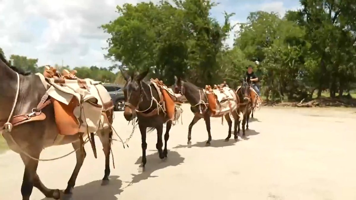 The “Mission Mules” from North Carolina are joining rescue crews in Kerr County, Texas, to help reach flood-ravaged areas too remote for vehicles – carrying supplies, chain saws and hope through heartbreaking terrain.