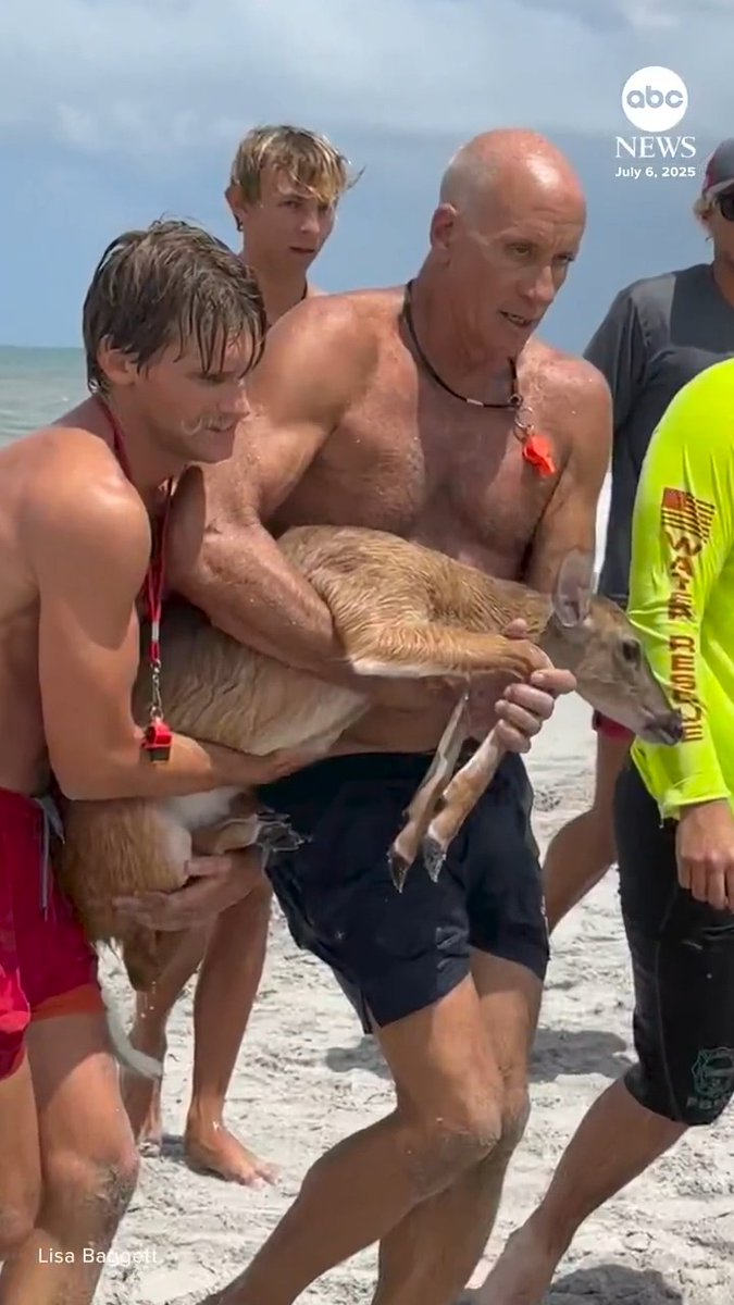 Lifeguards rescued a deer that got swept out to sea off the coast of Flagler Beach, Florida, on Sunday, with a witness telling ABC News the incident coincided with a possible shark sighting. The unusual rescue took the lifeguards almost two hours to complete.