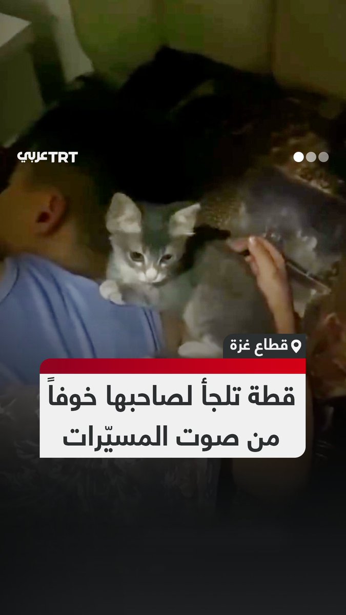 حاولت أن توقظه من نومه.. قطة صغيرة تلتمس الأمان بجوار صاحبها هرباً من طنين مسيّرات الاحتلال التي لا تهدأ في سماء قطاع غزة #تفاعل ليصل إليك كل جديد
