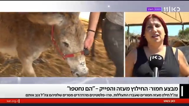 בזמן שישראל מחלצת מעזה חמורים שעברו התעללות - פרו-פלסטינים טוענים: "צה"ל גונב את החמורים". שרון כהן, שהובילה את מבצע החילוץ שלהם לצרפת, מספרת: "החמורים האומללים האלה הם עבדים בעזה. אני רואה איך הם הגיעו ומה הם עברו שם. לא נוותר, לא נשיב אותם להתעללות ברצועה" #כאןבשש Maya Rachlin